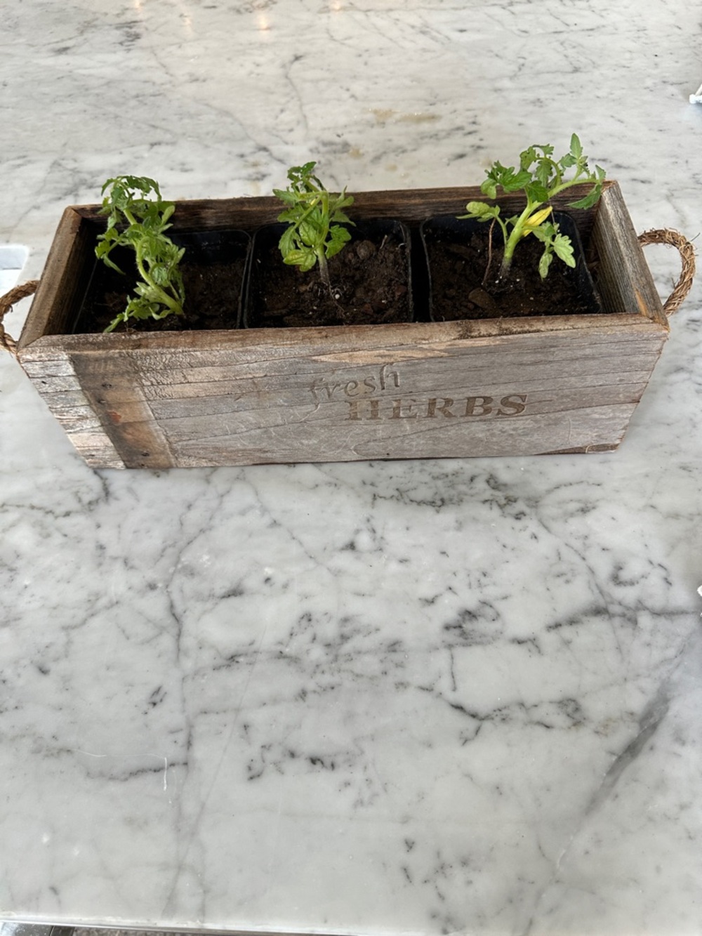 Rustic Wooden 'Fresh Herbs' Planter Box